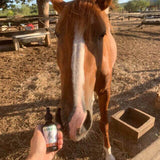 CBD Oil - For Horses