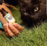 Bailey's CBD - CBD Oil - For Cats