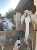 CBD Oil - For Horses